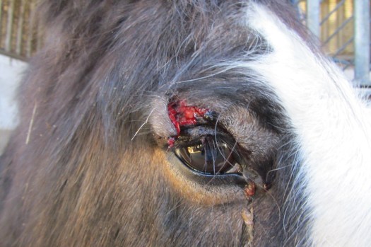 Bennys eyebrow before suturing