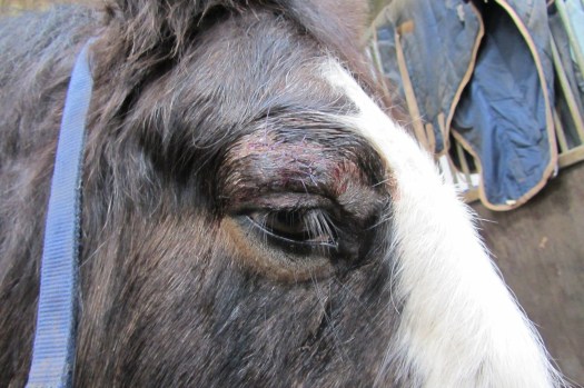 Benny's eyebrow after suturing.