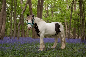 A picture of Mojo in a bluebell wood.