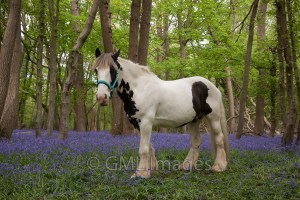 A picture of Mojo in a bluebell wood.