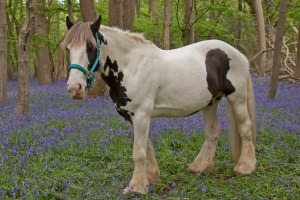 Mojo in the bluebells
