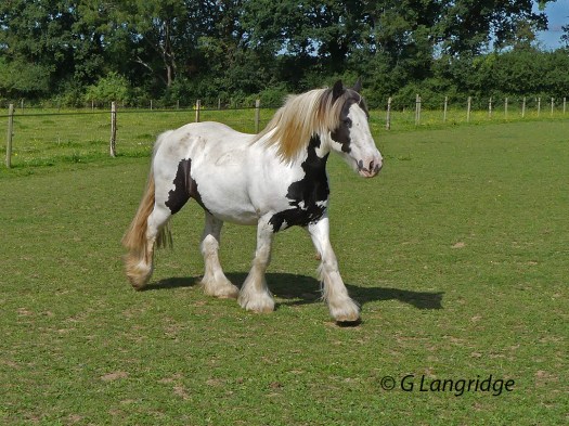 Mojo in the new field
