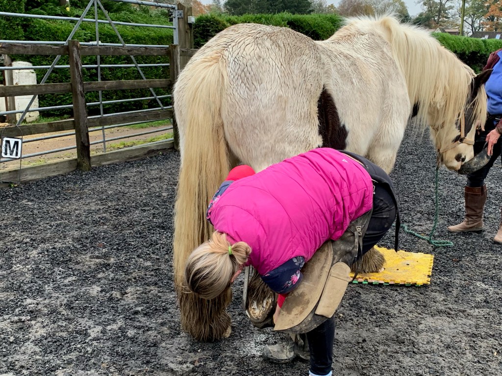 Mojo having his feet trimmed