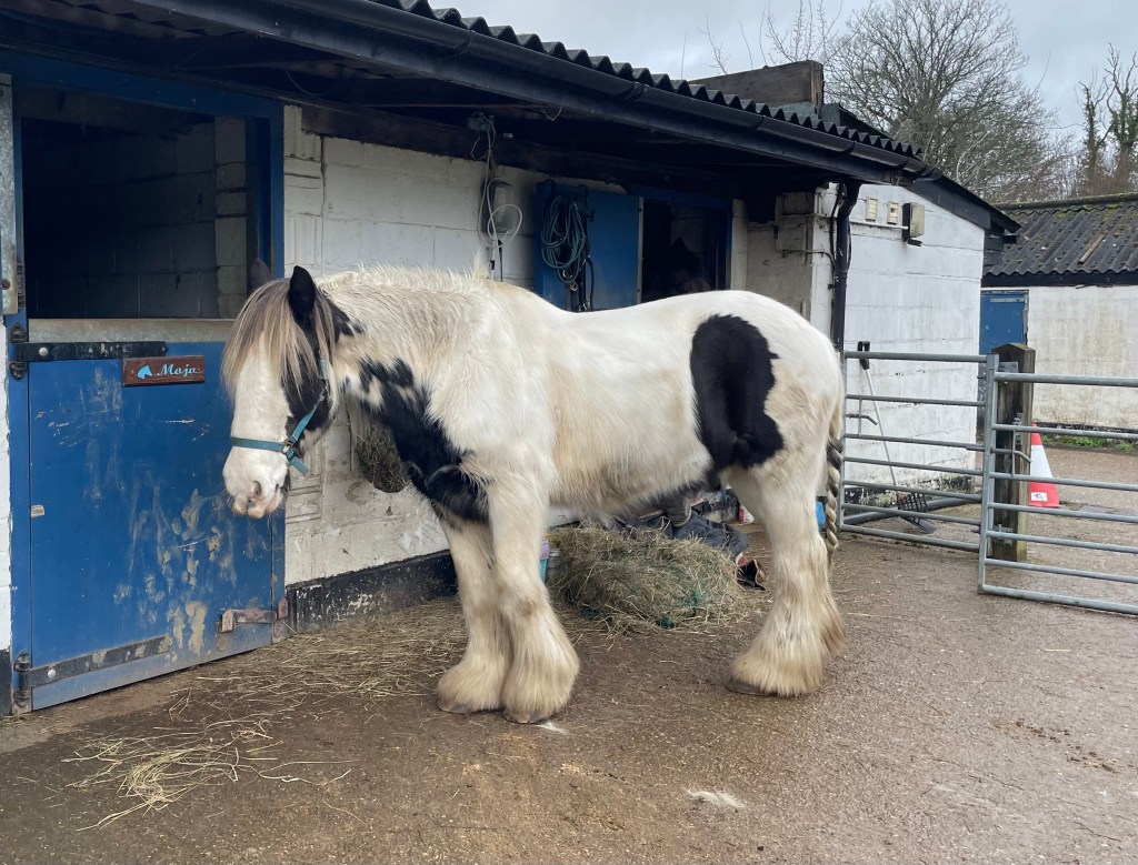 Mojo waiting outside his stable for the hoof trimmer.