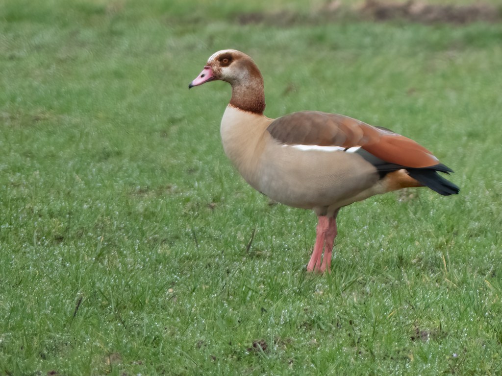 An Egyptian goose in a field.
